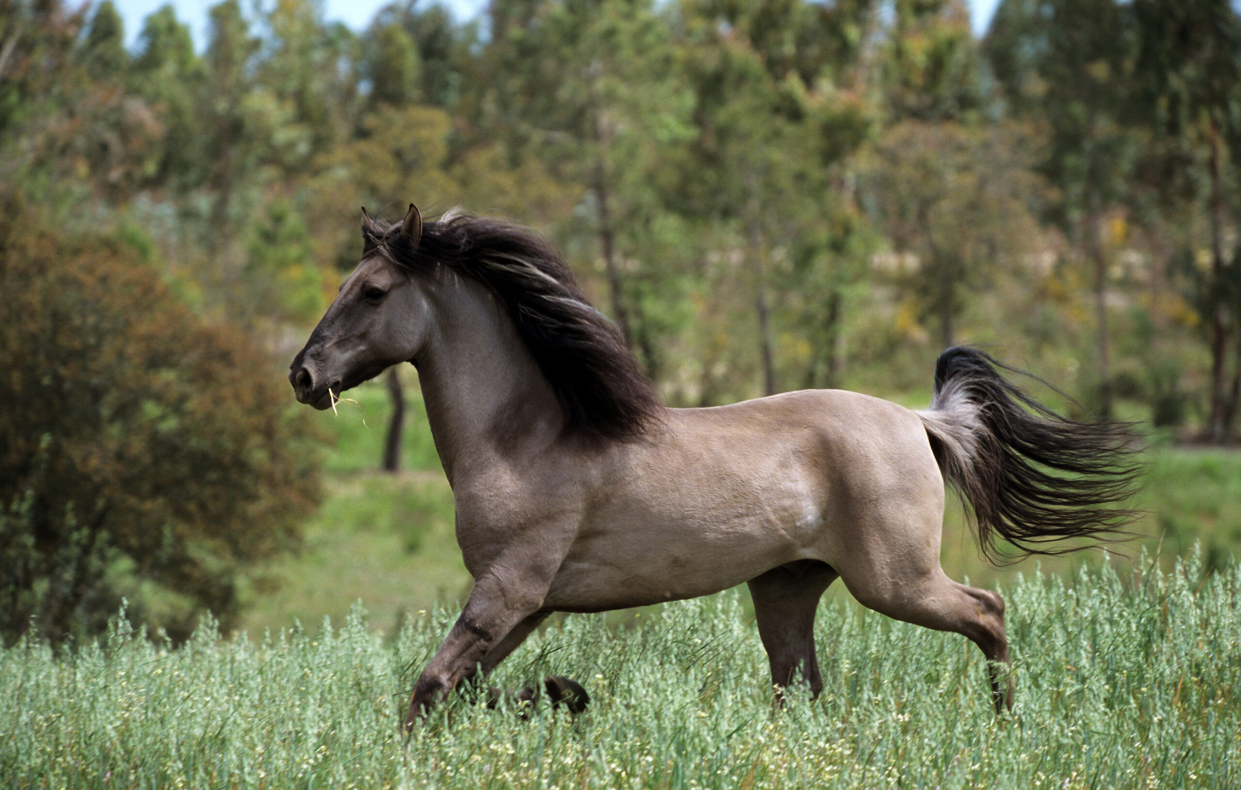 Razas De Caballos En Peligro De Extinción Caballo Jaca Burgalesa